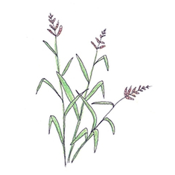 Button for Information about Home Learning K-9, Grass Drawing